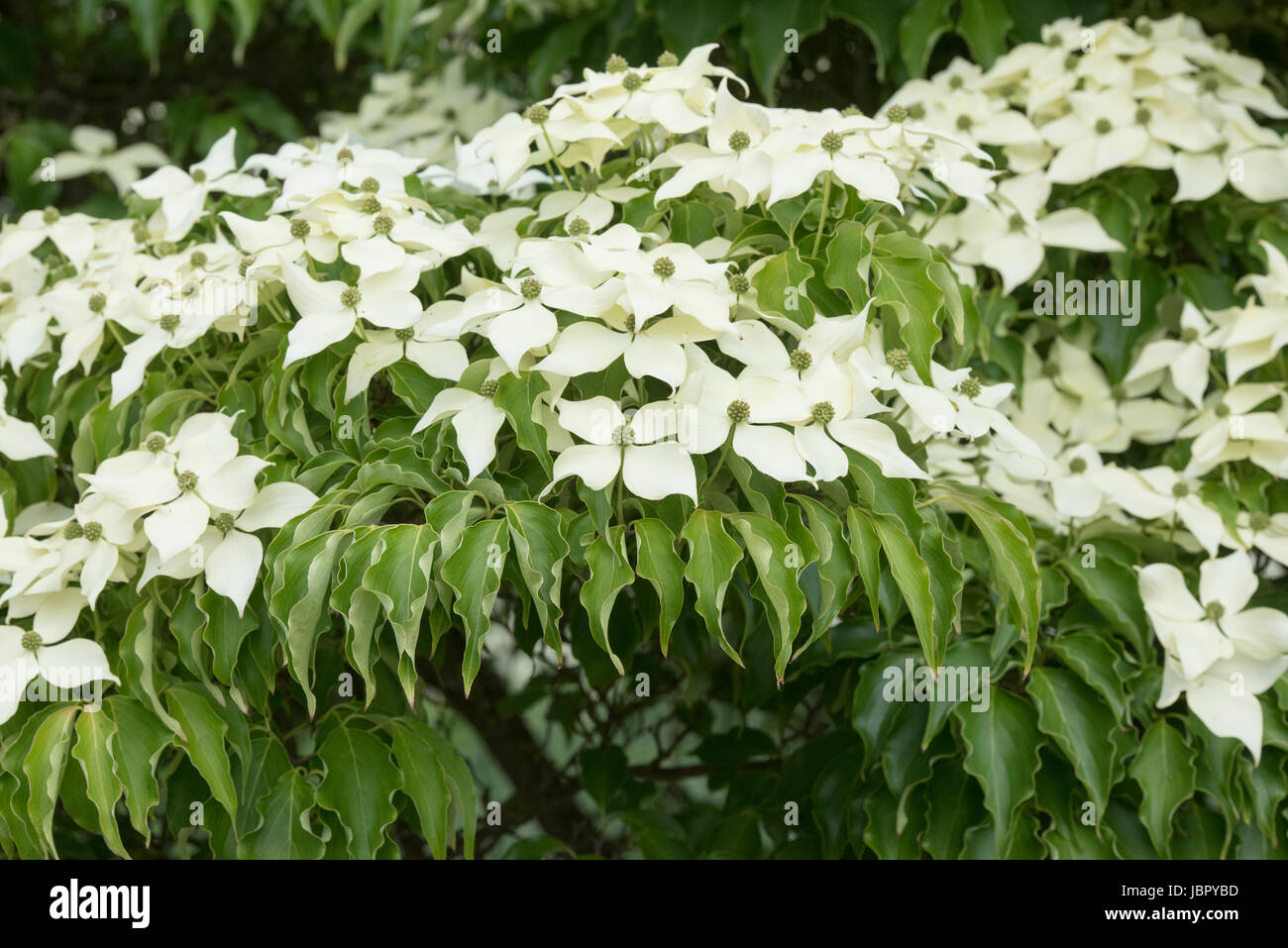 Cornus Kousa 'John slocock' . Sanguinello albero in fiore Foto Stock