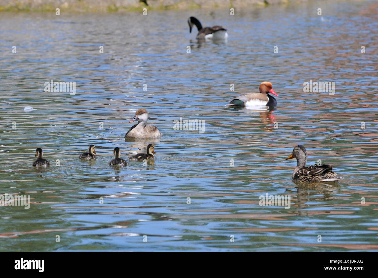 Moriglione Foto Stock