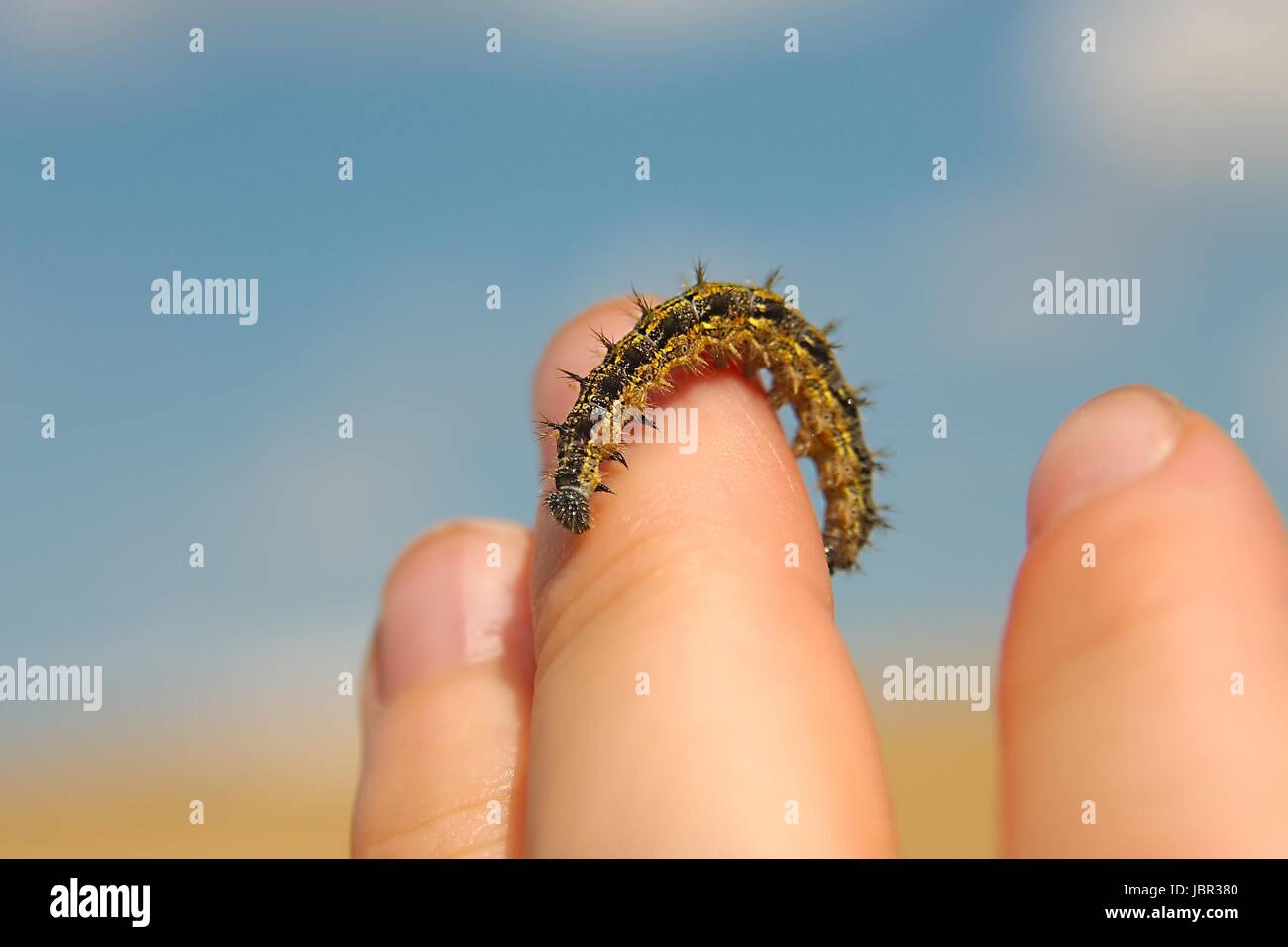 Bruco strisciare sulla mano umana Foto Stock