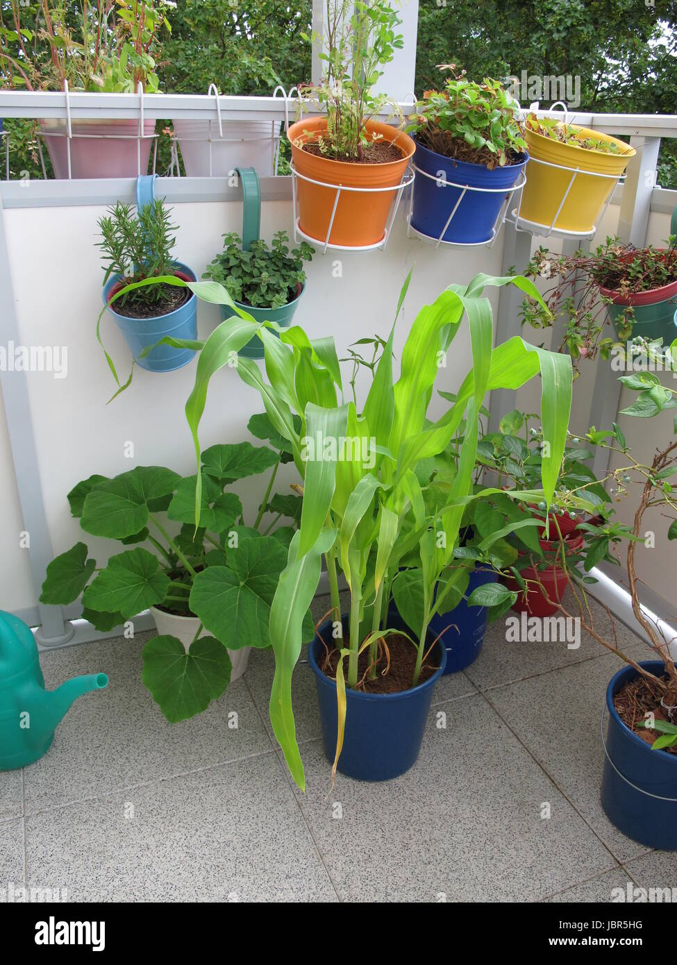 Piante vegetali in vasi sul balcone Foto Stock