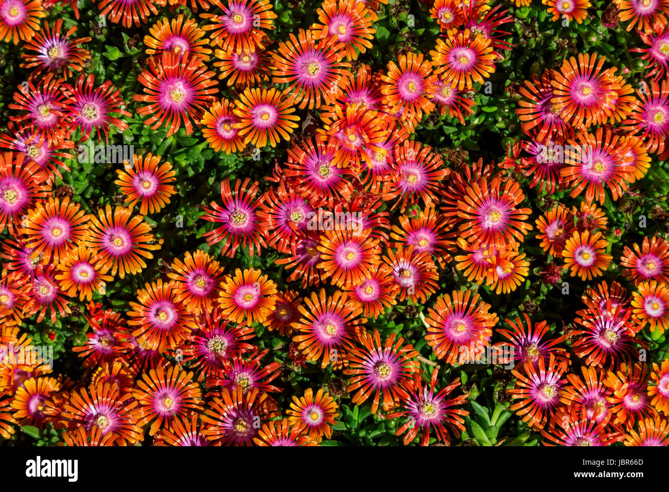Questa è una vista ravvicinata di 'ruote di wonder' impianto di ghiaccio (Delosperma nubigenum) in fiore a Red Butte Garden a Salt Lake City, Utah, Stati Uniti d'America. Foto Stock