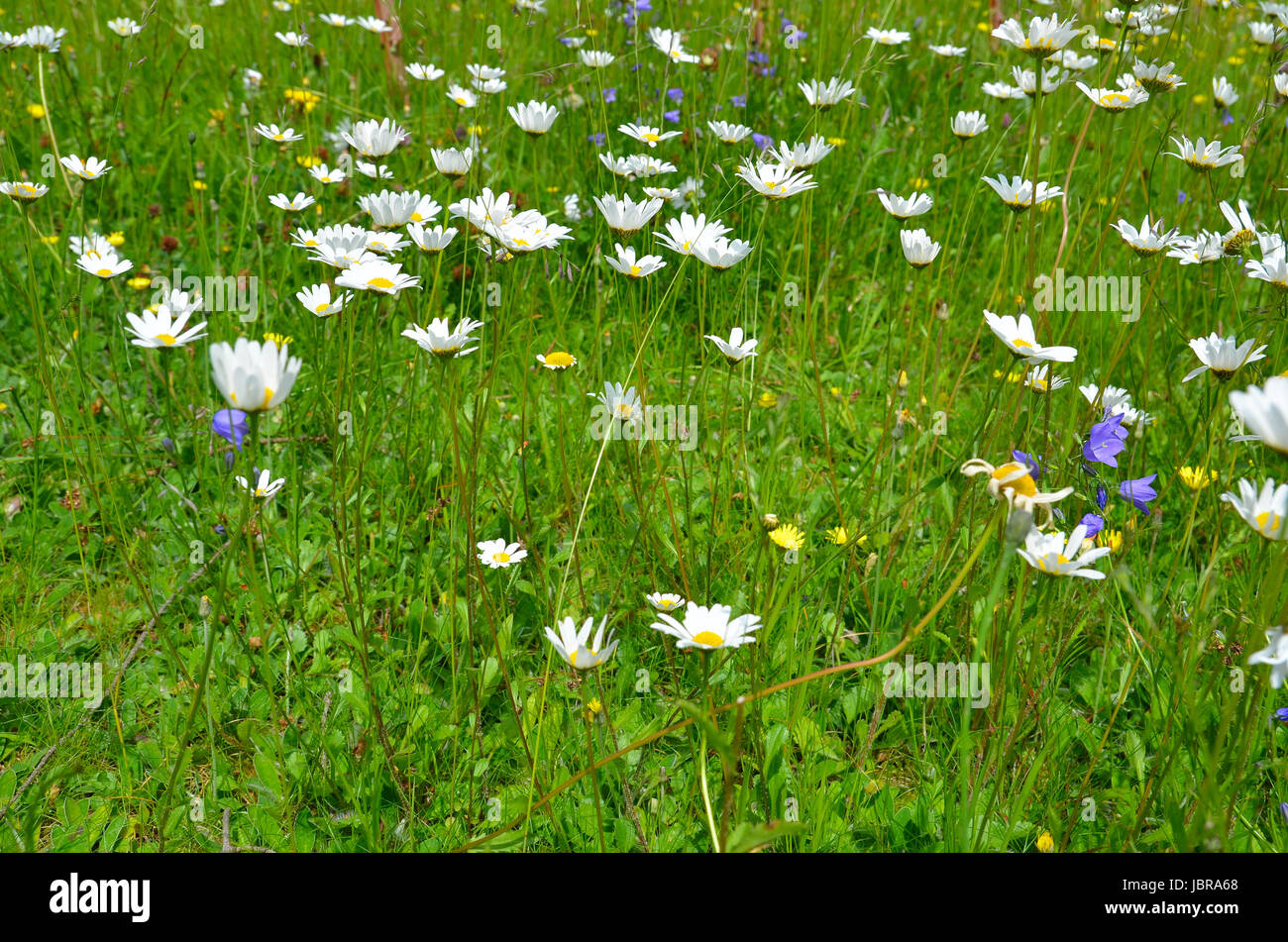 Blumenwiese bunter Blumen Hintergrund Foto Stock