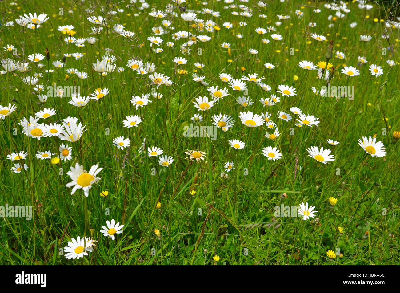 Blumenwiese bunter Blumen Hintergrund Foto Stock
