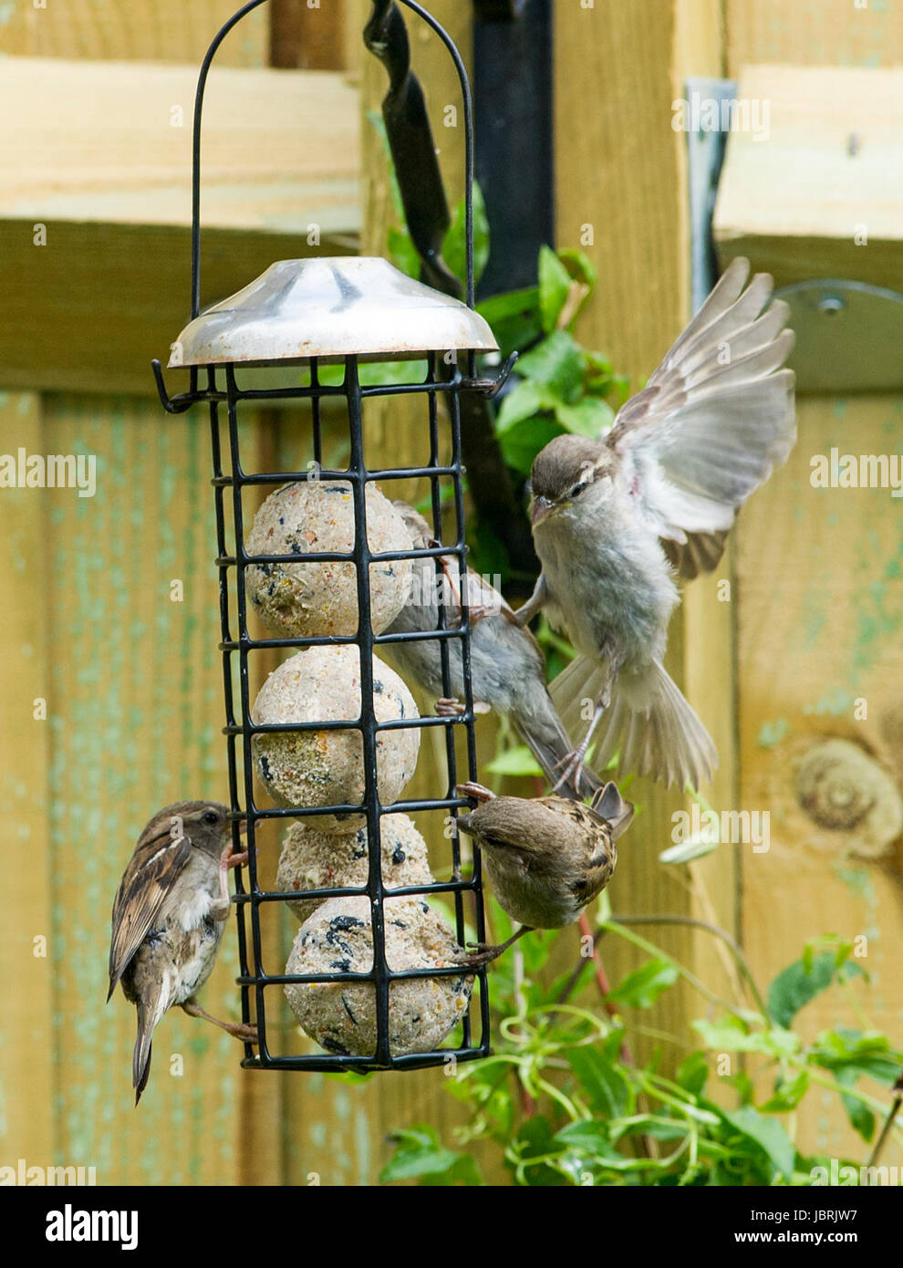Brighton, Regno Unito. 12 Giugno, 2017. Un gregge di casa passeri alimentazione da un alimentatore di uccelli in Brighton oggi durante il luminoso e arieggiato meteo. Casa passeri sono state in costante declino in tutto il Regno Unito negli ultimi anni per molte ragioni un essendo l'aumento di predazione da parte di gatti domestici Credito: Simon Dack/Alamy Live News Foto Stock