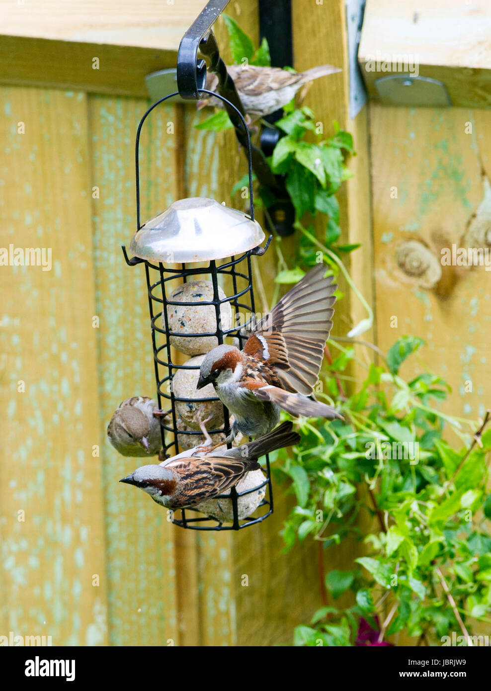 Brighton, Regno Unito. 12 Giugno, 2017. Un gregge di casa passeri alimentazione da un alimentatore di uccelli in Brighton oggi durante il luminoso e arieggiato meteo. Casa passeri sono state in costante declino in tutto il Regno Unito negli ultimi anni per molte ragioni un essendo l'aumento di predazione da parte di gatti domestici Credito: Simon Dack/Alamy Live News Foto Stock