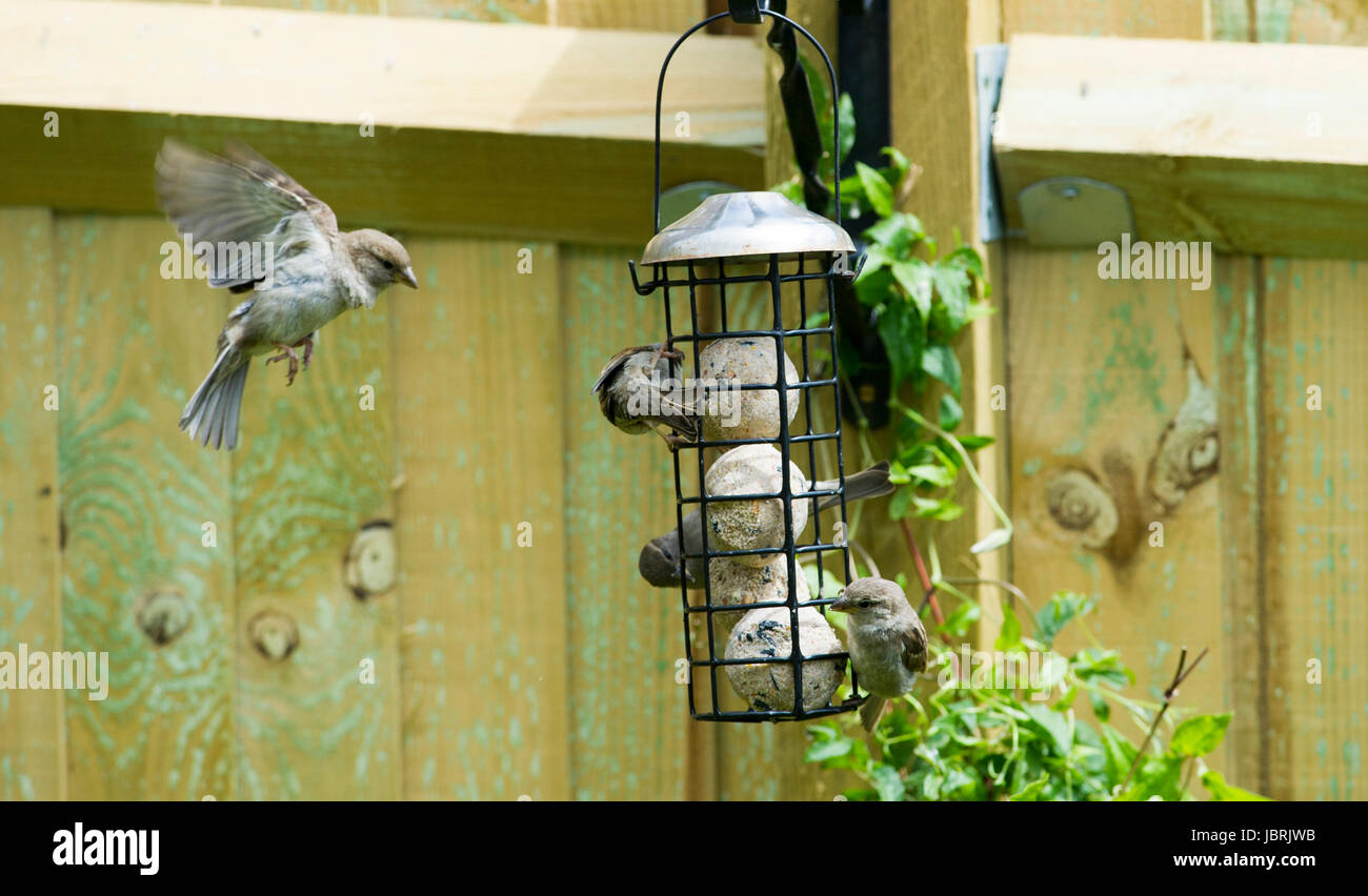 Brighton, Regno Unito. 12 Giugno, 2017. Un gregge di casa passeri alimentazione da un alimentatore di uccelli in Brighton oggi durante il luminoso e arieggiato meteo. Casa passeri sono state in costante declino in tutto il Regno Unito negli ultimi anni per molte ragioni un essendo l'aumento di predazione da parte di gatti domestici Credito: Simon Dack/Alamy Live News Foto Stock