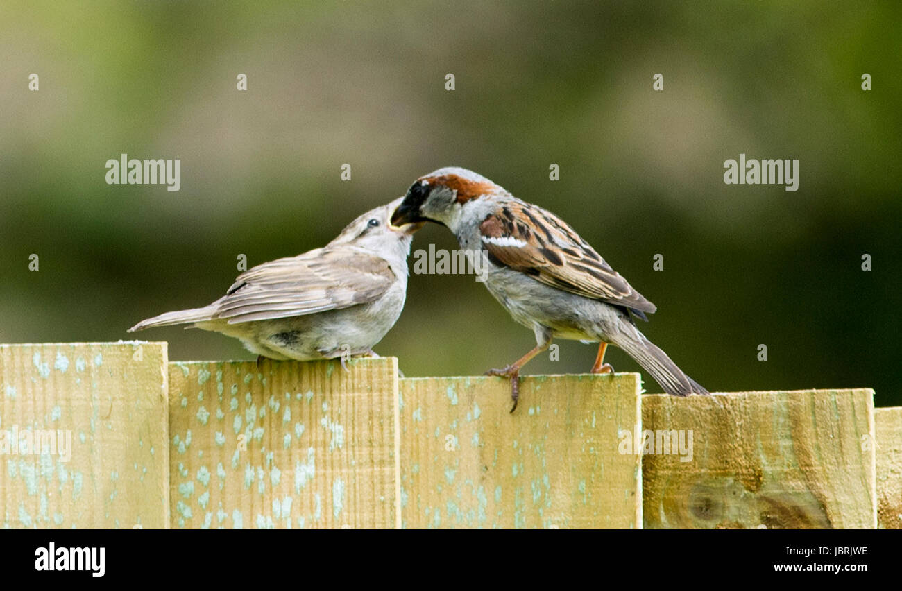 Brighton, Regno Unito. 12 Giugno, 2017. Un adulto casa passero alimenta la sua giovane su un giardino recinto in Brighton oggi durante il luminoso e arieggiato meteo. Casa passeri sono state in costante declino in tutto il Regno Unito negli ultimi anni per molte ragioni un essendo l'aumento di predazione da parte di gatti domestici Credito: Simon Dack/Alamy Live News Foto Stock