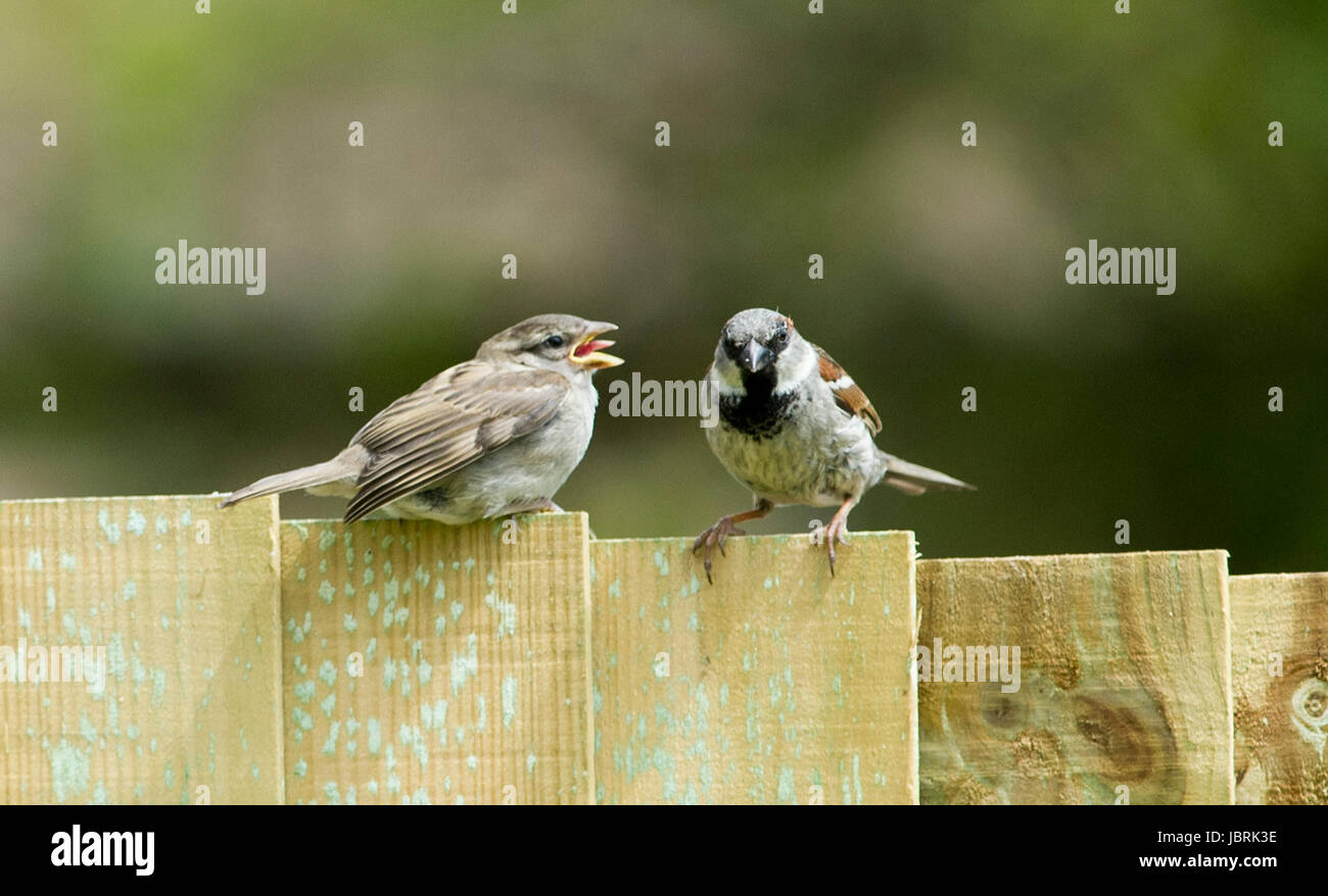 Brighton, Regno Unito. 12 Giugno, 2017. Un adulto casa passero alimenta la sua giovane su un giardino recinto in Brighton oggi durante il luminoso e arieggiato meteo . Casa passeri sono state in costante declino in tutto il Regno Unito negli ultimi anni per molte ragioni un essendo l'aumento di predazione da parte di gatti domestici Credito: Simon Dack/Alamy Live News Foto Stock