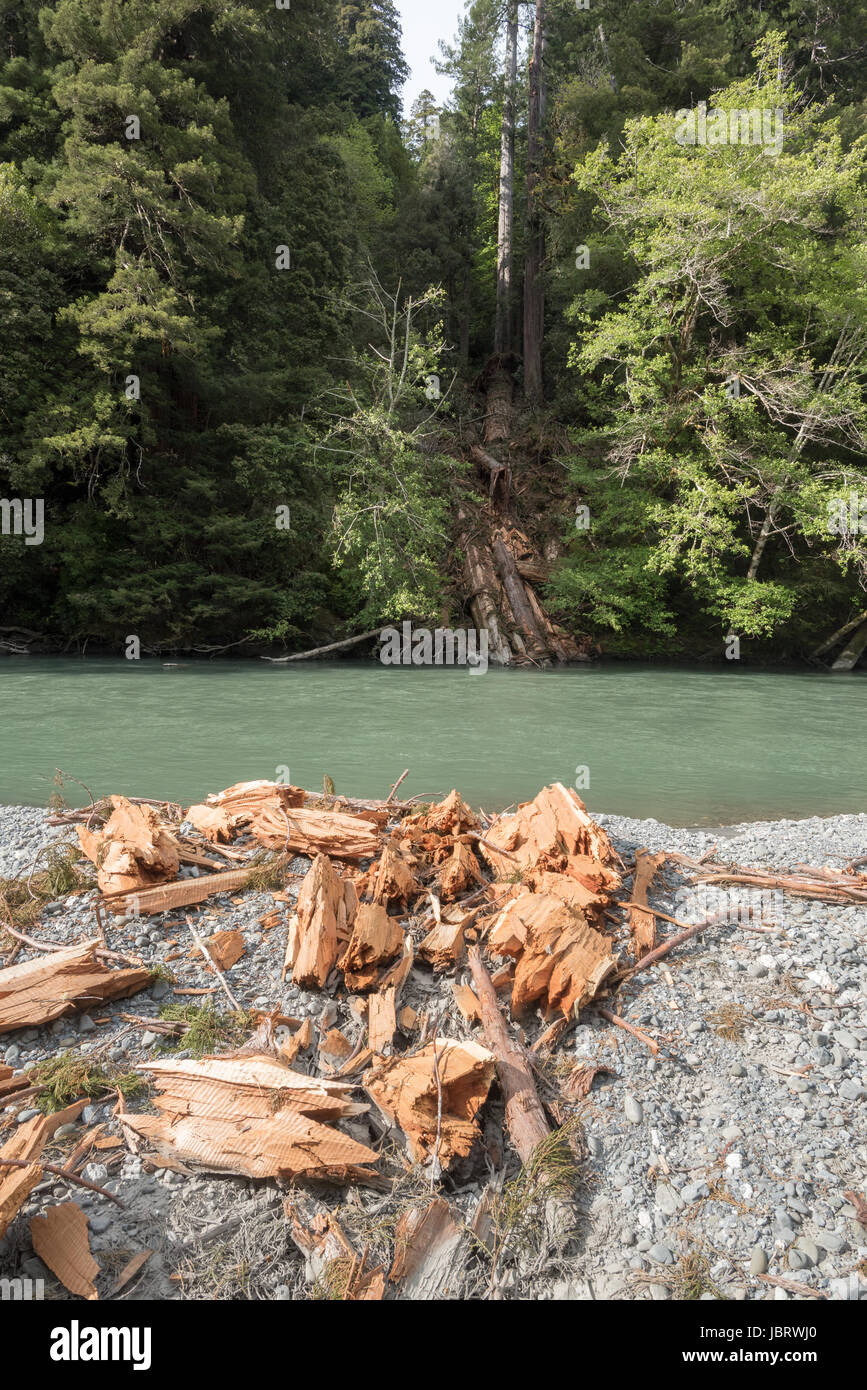 I detriti da un albero di sequoia che è caduto attraverso il Redwood Creek nel Parco Nazionale di Redwood in California. Foto Stock