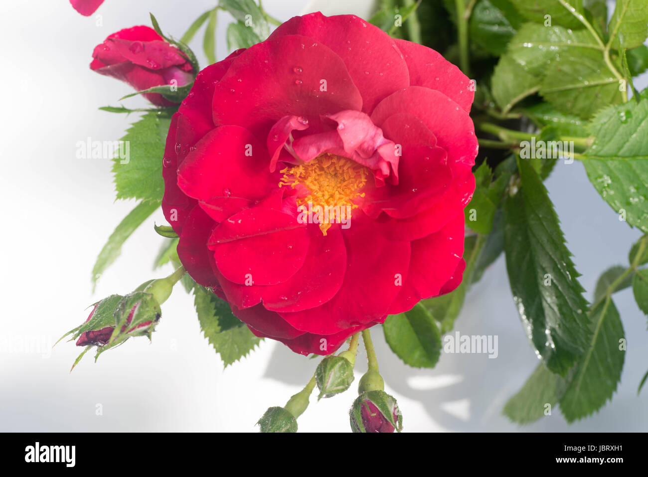Primo piano di una rosa rossa fiore con gocce d'acqua Foto Stock