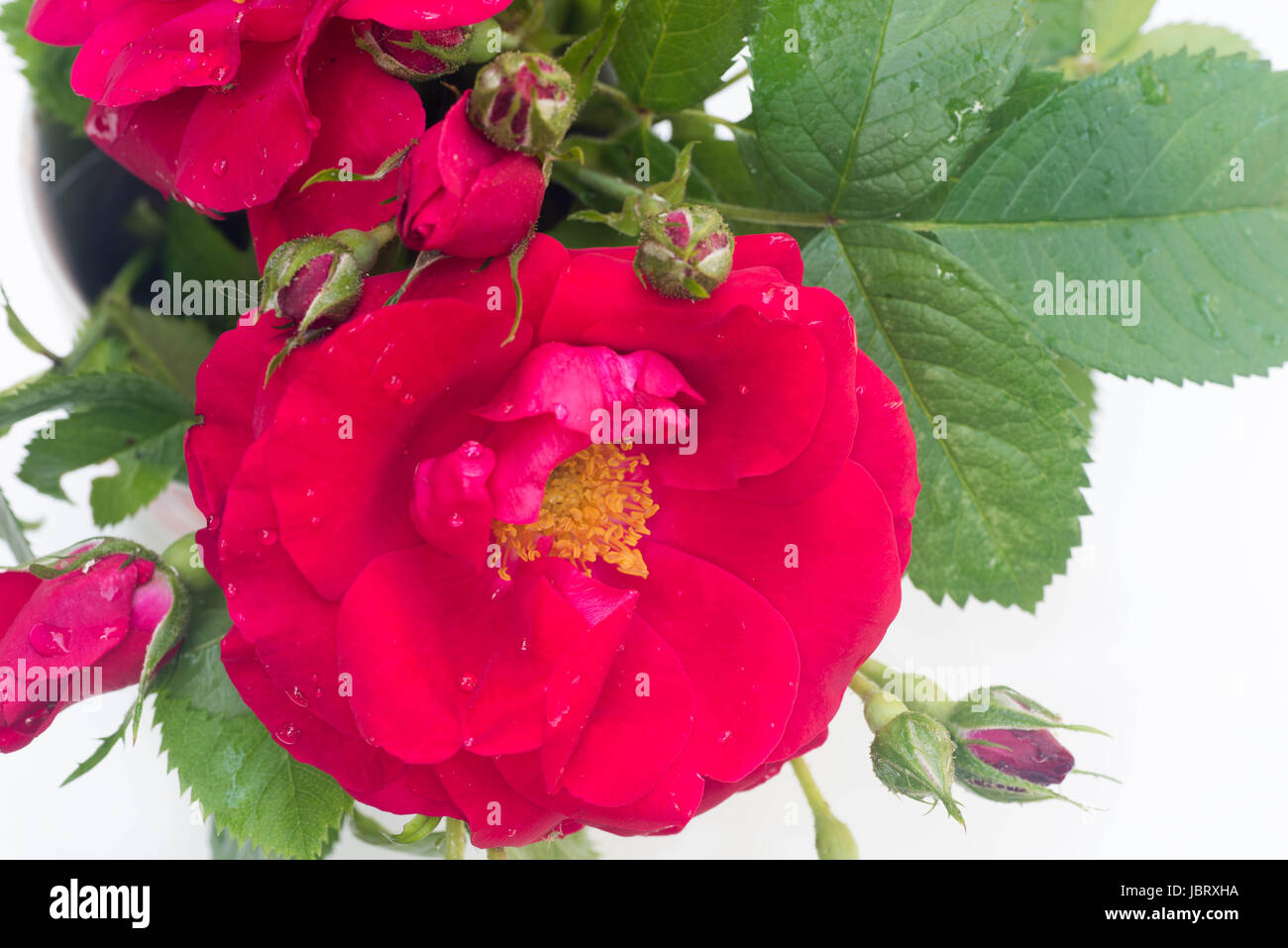Primo piano di una rosa rossa fiore con gocce d'acqua Foto Stock