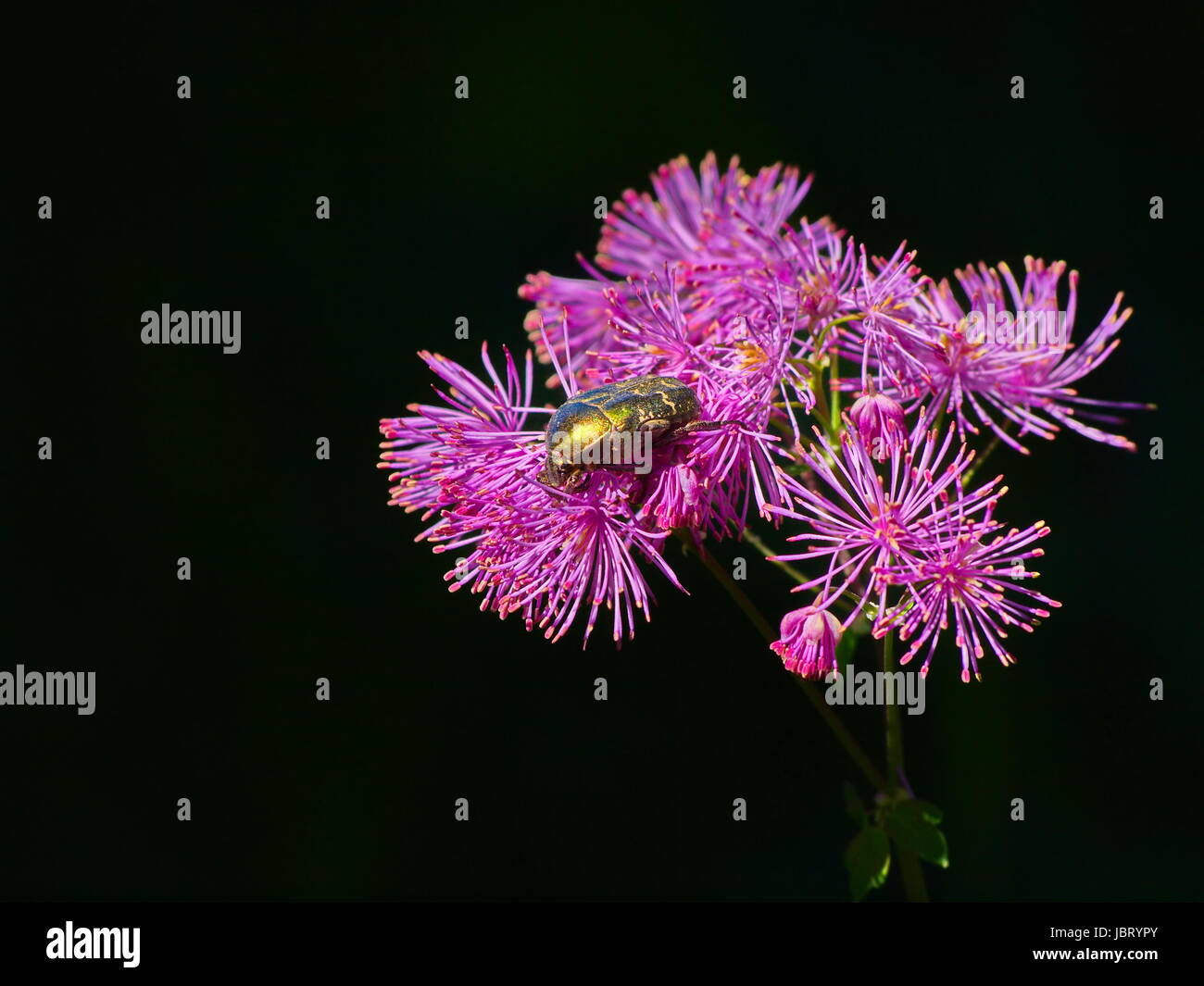 Amstelraute thalictrum aquilegiifolium Foto Stock