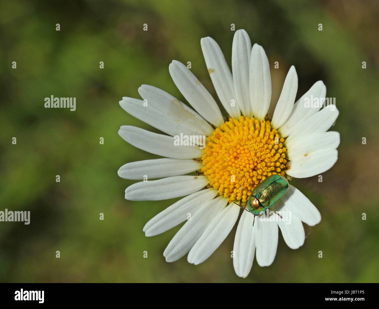 Silky caso beetle (cryptocephalus sericeus) su una margherita Foto Stock