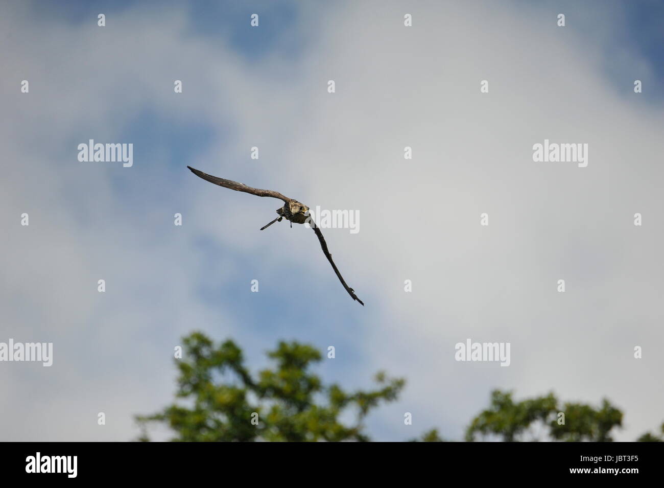 Falco pellegrino (Falco peregrinus) in volo Foto Stock