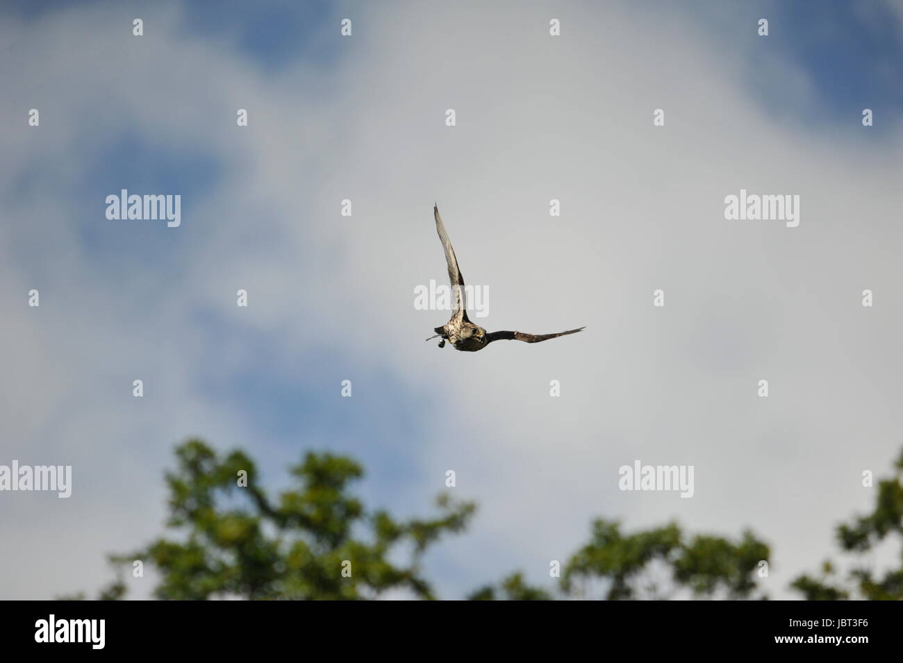 Falco pellegrino (Falco peregrinus) in volo Foto Stock