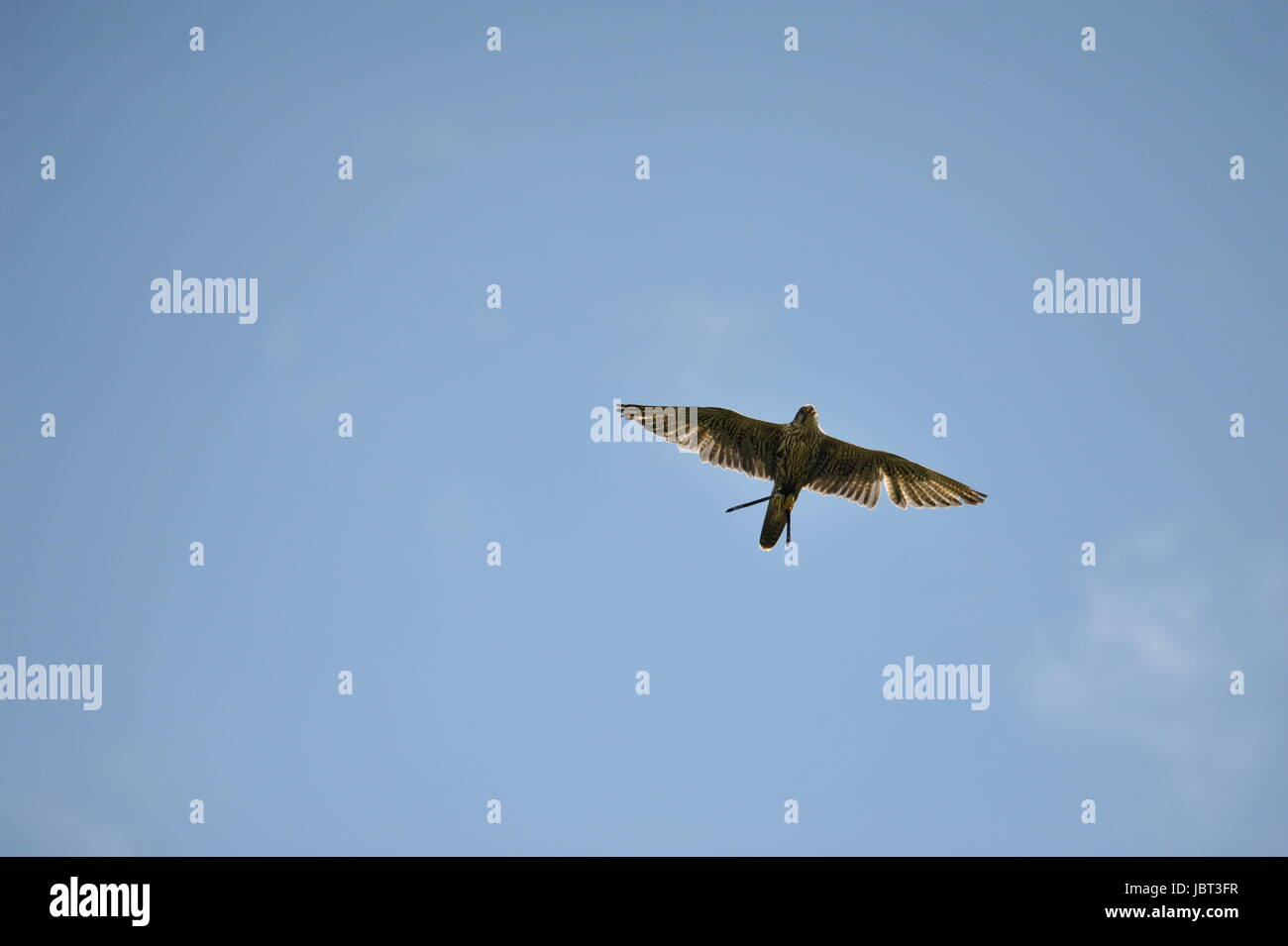 Falco pellegrino (Falco peregrinus) in volo Foto Stock