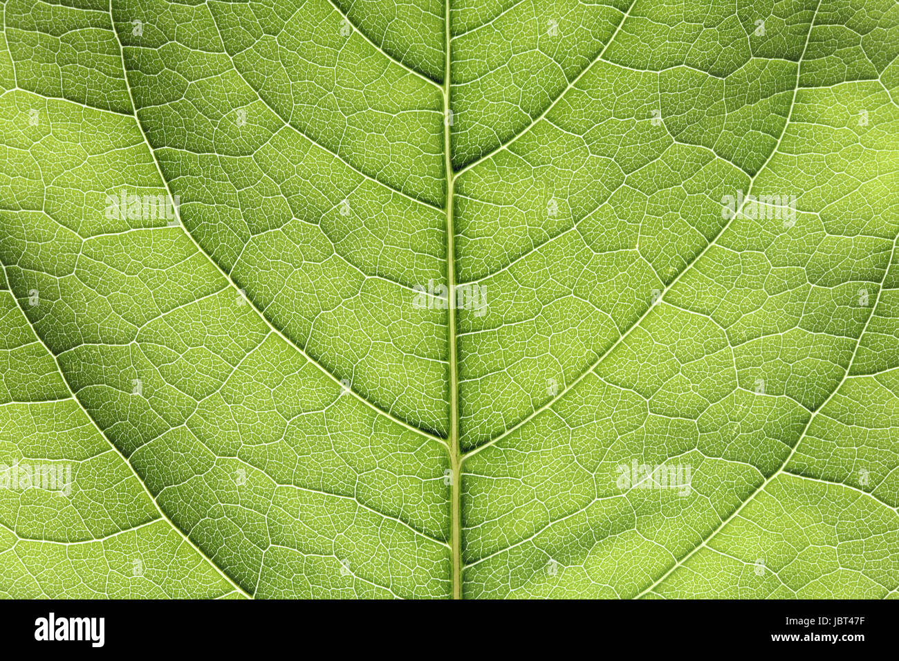 Extreme closeup di freschezza foglia verde. Alta qualità full frame. Buon background Foto Stock