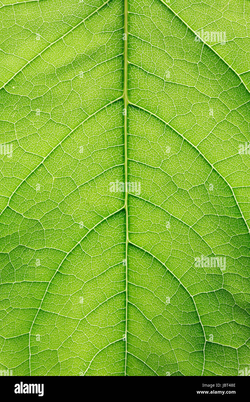 Extreme closeup di freschezza foglia verde. Alta qualità full frame. Buon background Foto Stock