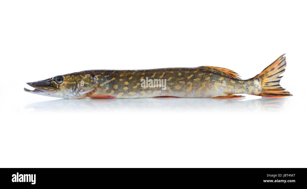 La freschezza di materie pike su sfondo bianco. Percorso di clipping è incluso Foto Stock