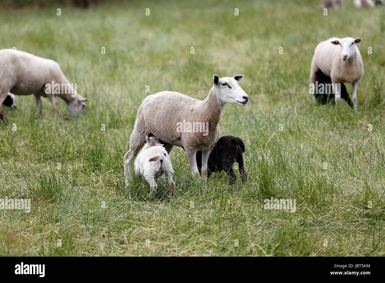 Schafe und Lämmer auf einer Wiese Foto Stock
