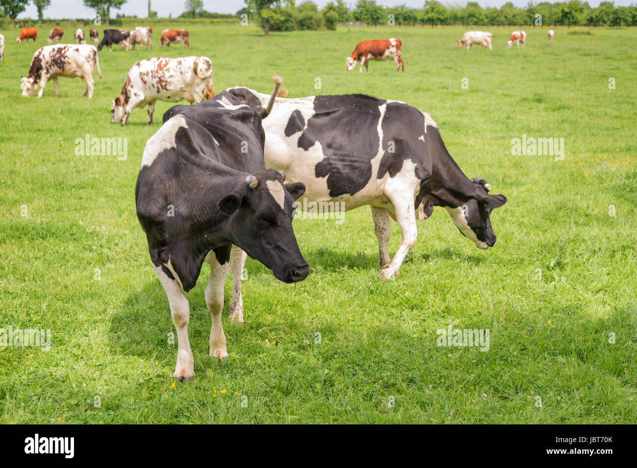 Norman in bianco e nero le mucche al pascolo su erboso campo verde con alberi in una luminosa giornata di sole in Normandia, Francia. Estate paesaggio di campagna e pastu Foto Stock