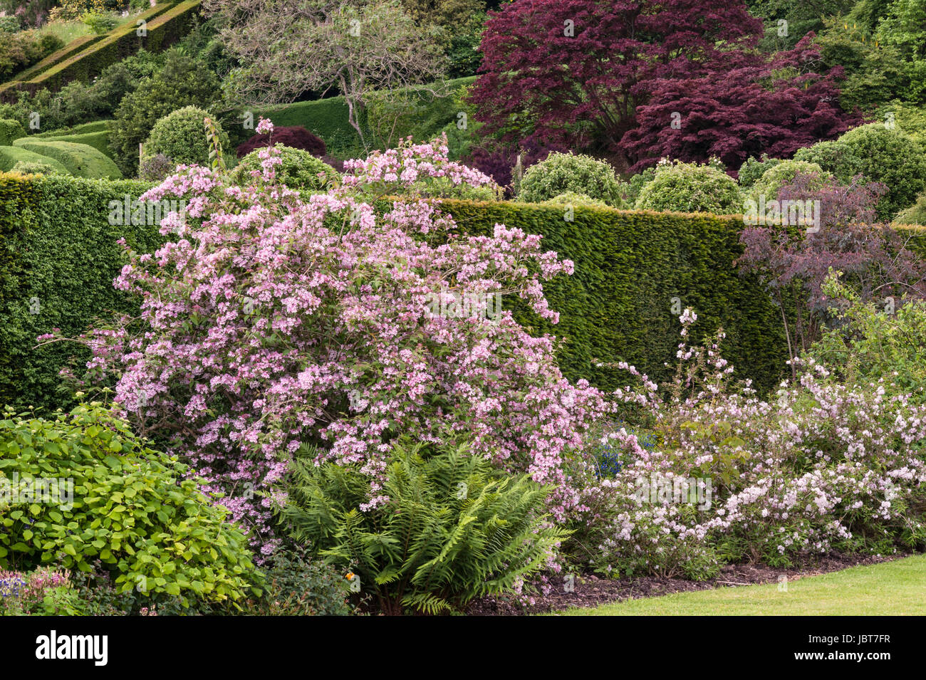 Powis Castle Gardens, Welshpool, Wales, Regno Unito. Questo 17c giardino barocco è famosa per la sua enorme topiaria da antichi yew alberi e siepi Foto Stock