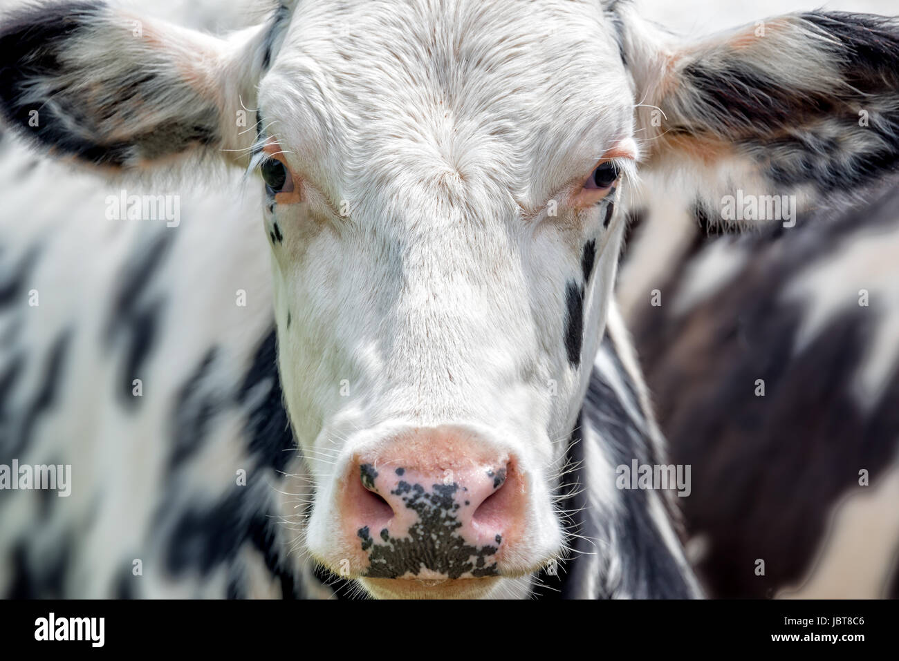 Close up ritratto di un bianco e nero mucca rivolta verso la telecamera Foto Stock