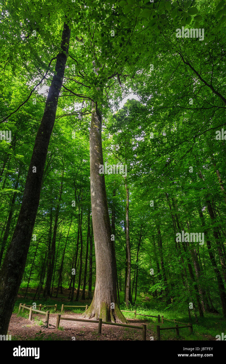 In Francia, in Orne (61), Parc Naturel Régional du Perche, Parc Naturel Régional du Perche, région du Perche, région du Perche, Forêt de Bellème vers la Perr Foto Stock