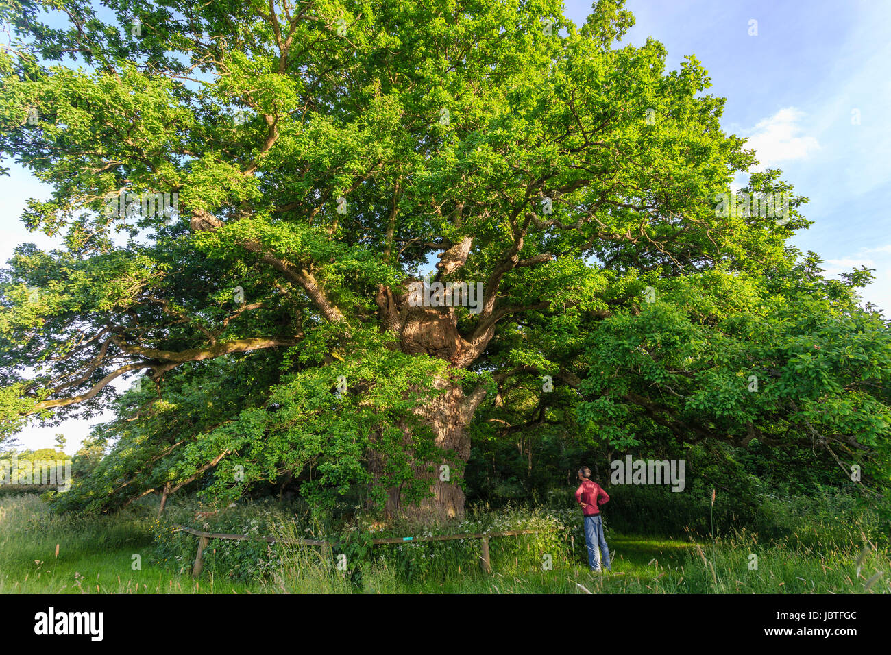 In Francia, in Orne (61), Pervenchère, chêne de la Lambonnière, arbre remarquable // Francia, Orne, Pervenchere, rovere del Lambonniere Foto Stock