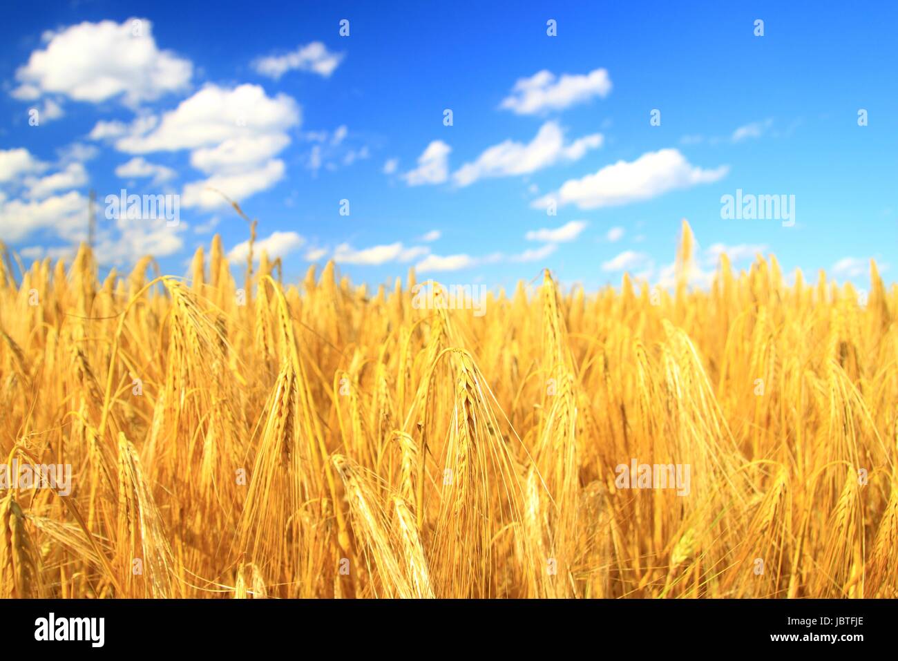 Il cielo blu con nuvole bianche su coppia campo di grano Foto Stock