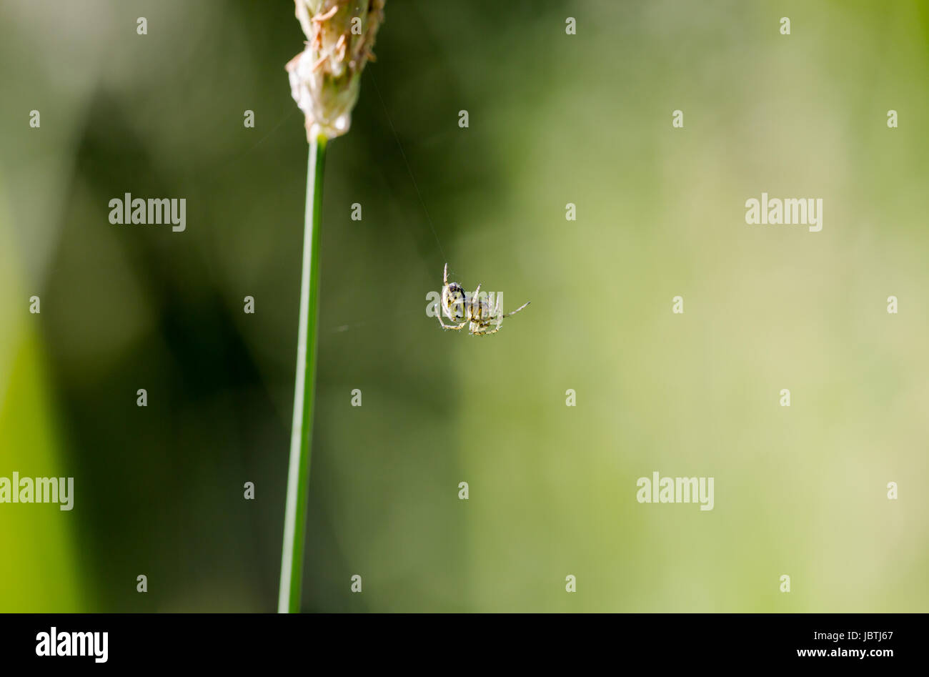 Fiore, ragno granchio oro (Misumena vatia) sulla singola foglia di erba. Extreme macro raccolto orizzontale con bassa profondità di profondità Foto Stock