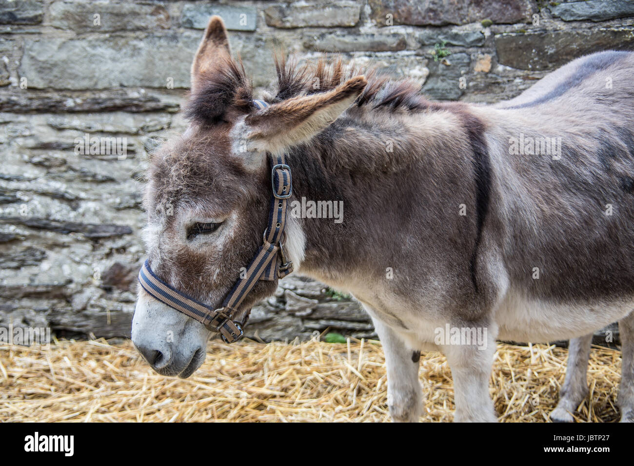 Maurizio beim fressen Foto Stock