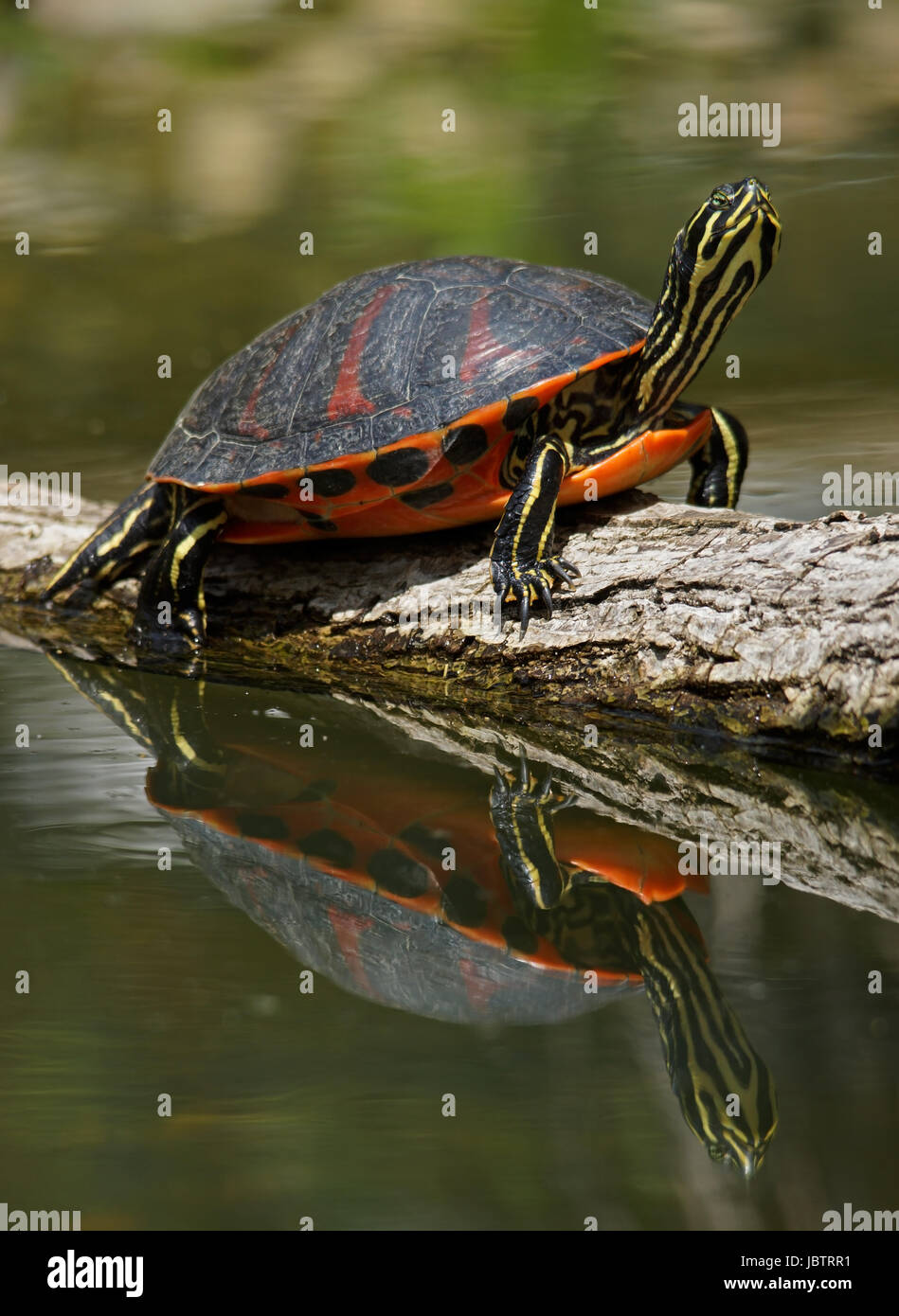 Florida rosso-panciuto cooter - [pseudemys nelsoni] Foto Stock