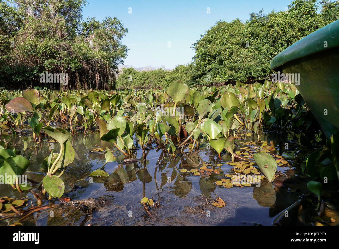 Gita in barca sul fiume pieno di acqua giacinti, Pantanal, Brasile Foto Stock