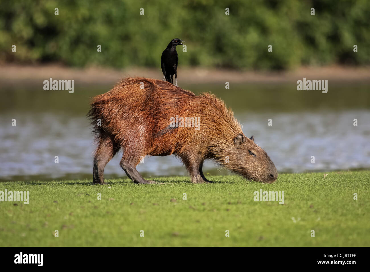 Capibara radente al bordo del fiume con un Cowbird sulla sua schiena, Pantanal, Brasile Foto Stock