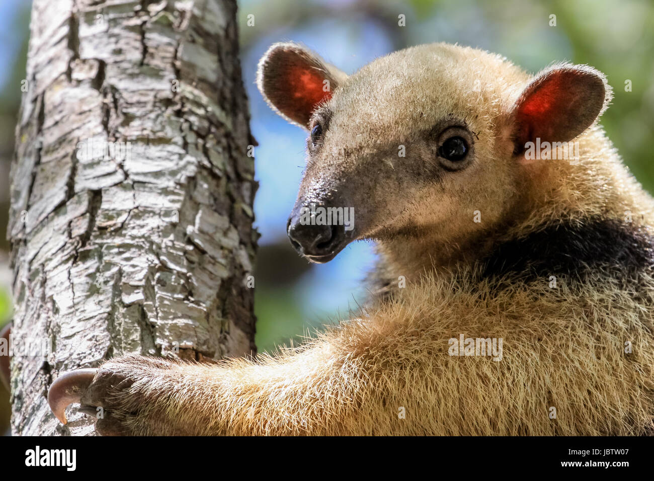 Close up di un Southern Tamandua salendo su un albero, Pantanal, Brasile Foto Stock