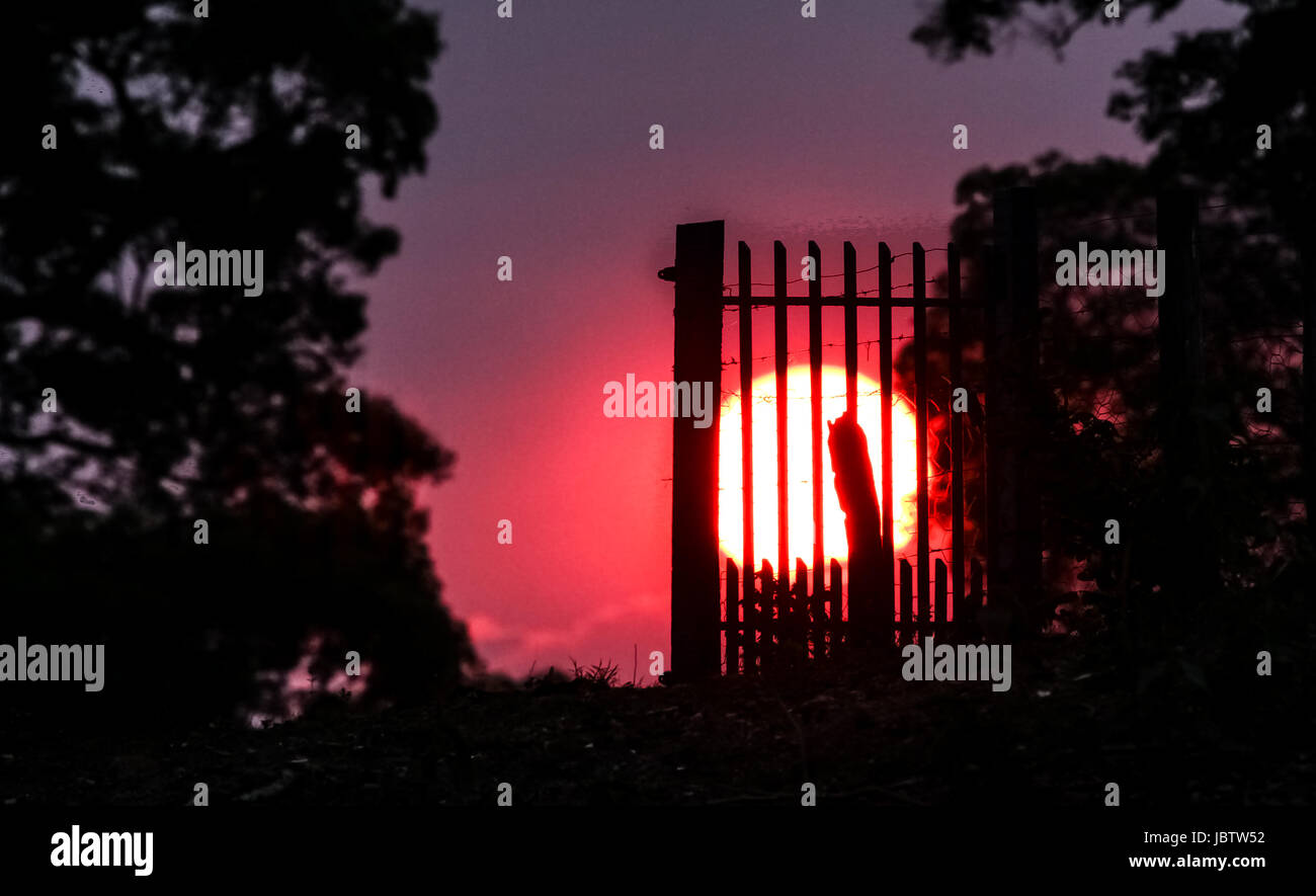 Sun va verso il basso dietro la silhouette di un cancello, Pantanal, Brasile Foto Stock