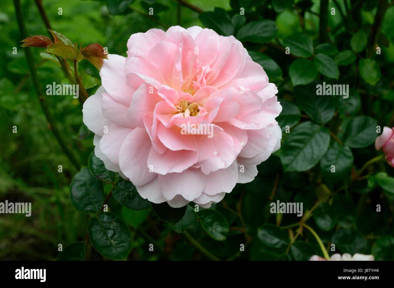 Rose Rosa Wildeve Wildeve fragrante fiore rosa Foto Stock