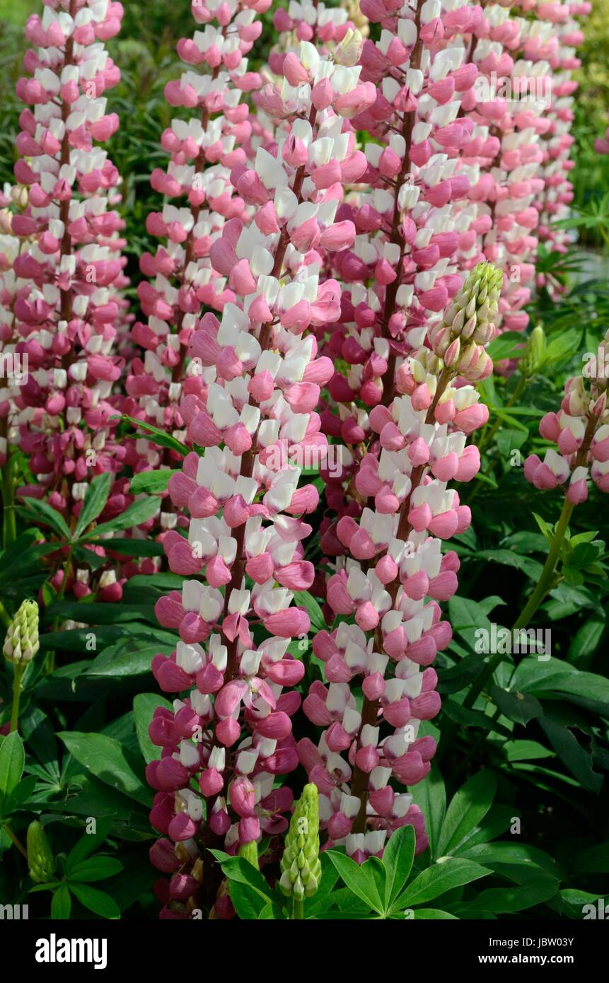 I lupini la Chatelaine soft rosa fiori di Lupin Foto Stock