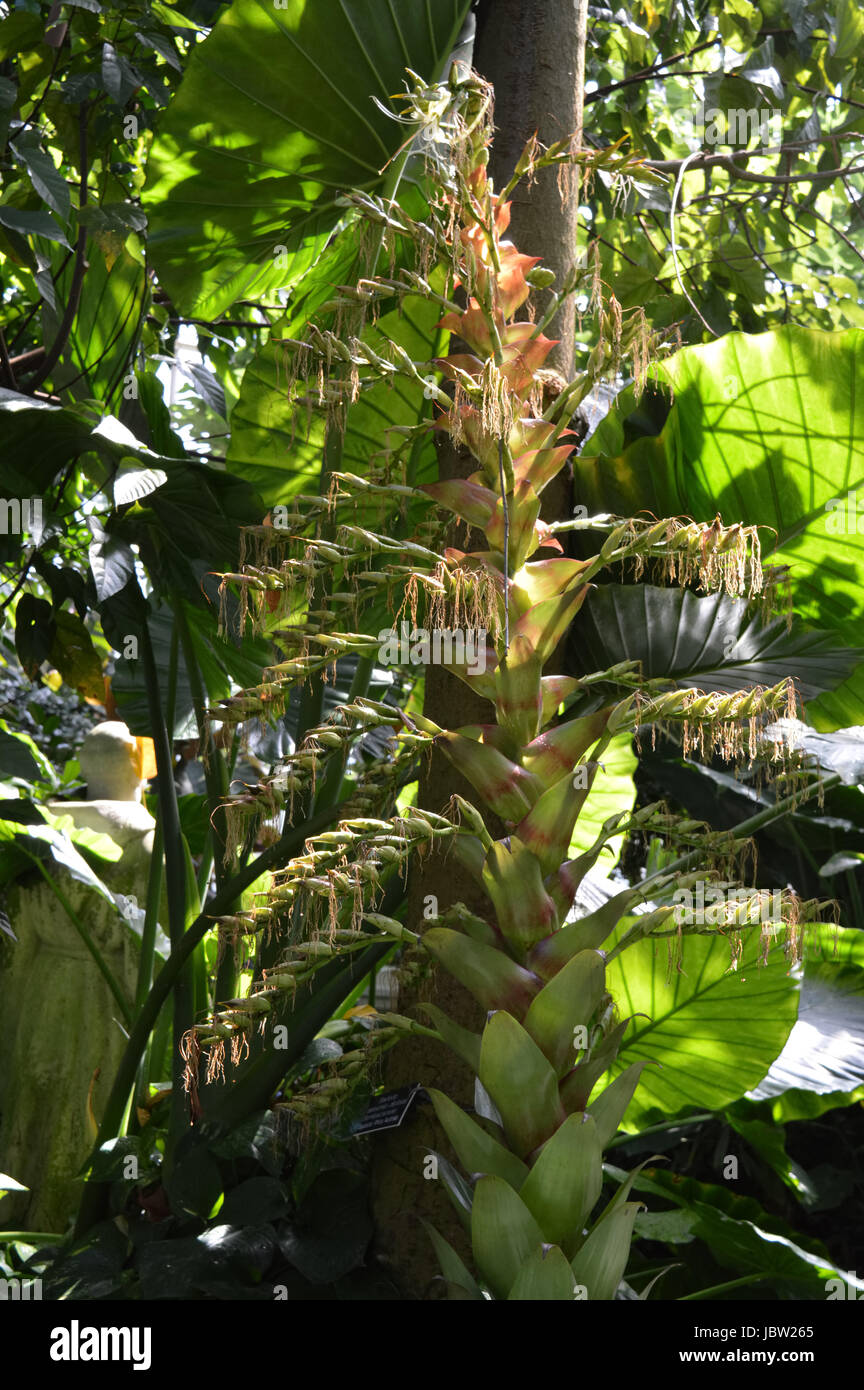 Imperial bromeliad Foto Stock