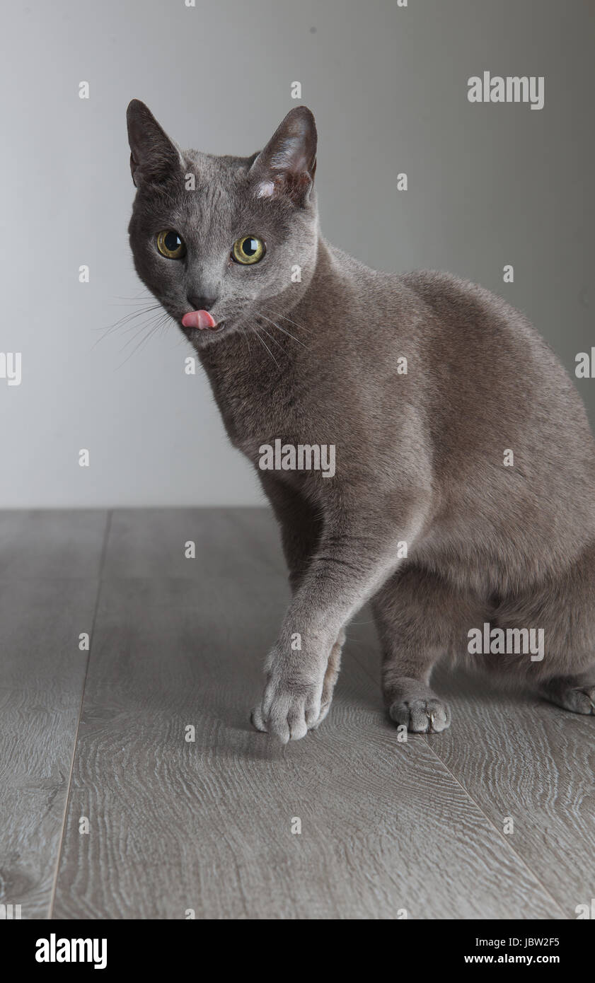 Portrait einer Katze die sich mit der Zunge genüßlich ihr Maul ableckt Foto Stock