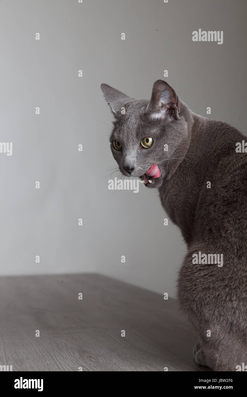 Portrait einer Katze die sich mit der Zunge genüßlich ihr Maul ableckt Foto Stock