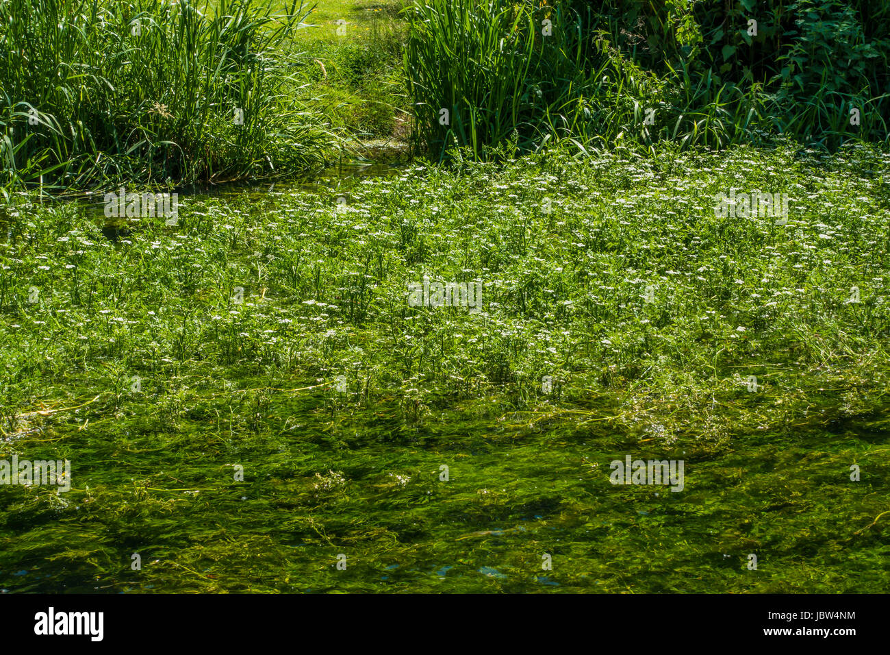 Erbaccia invasiva intasamento,infestati da erbacce fiume,grande Stour,Fiume,Canterbury,Kent,Inghilterra Foto Stock