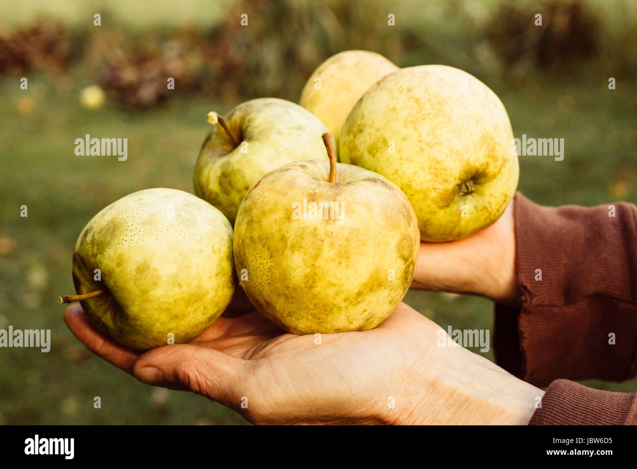 Donna che mantiene appena raccolto le mele, close-up Foto Stock