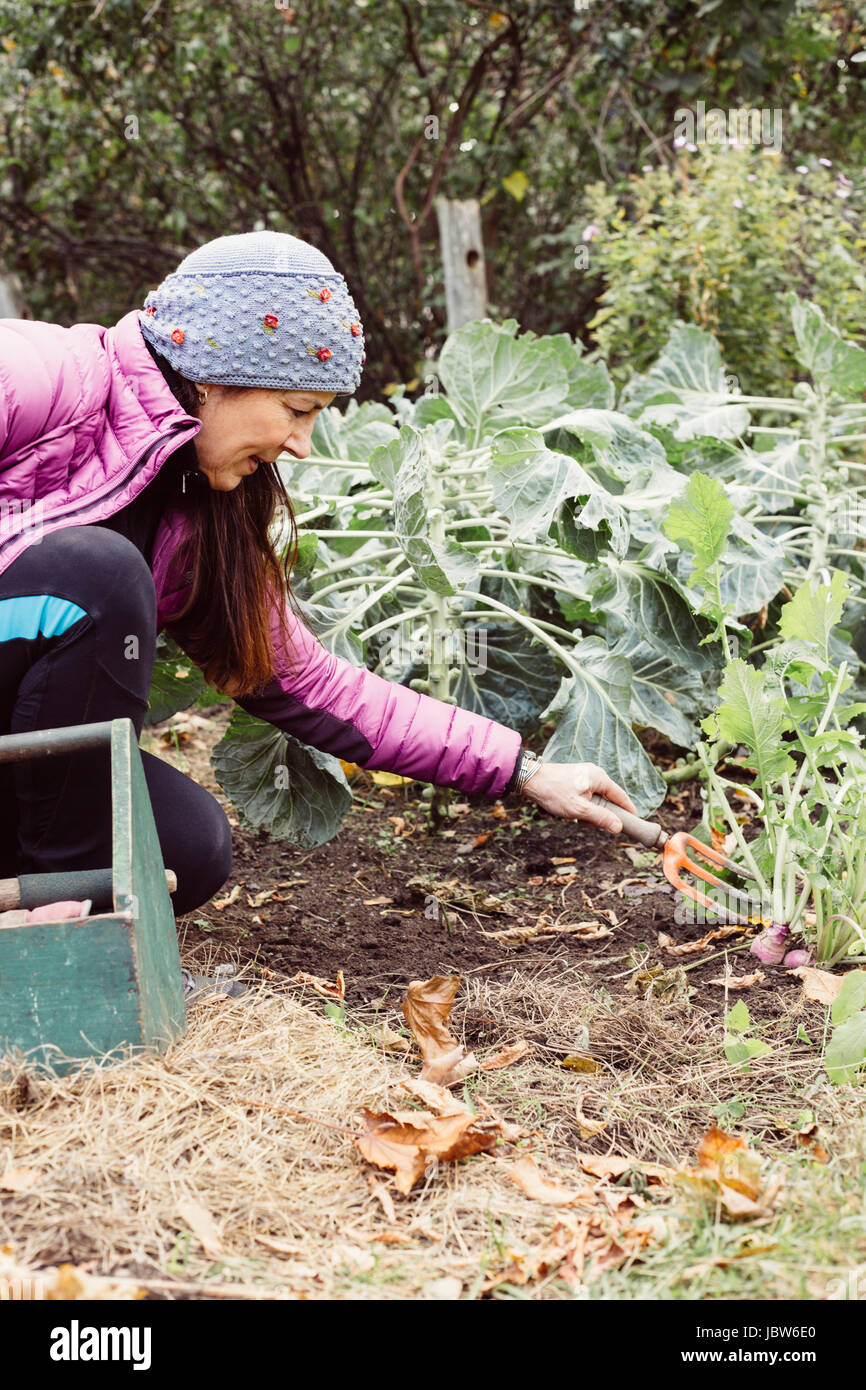 Donna che utilizza un piccolo giardino forcella per scavare fino le verdure in giardino Foto Stock