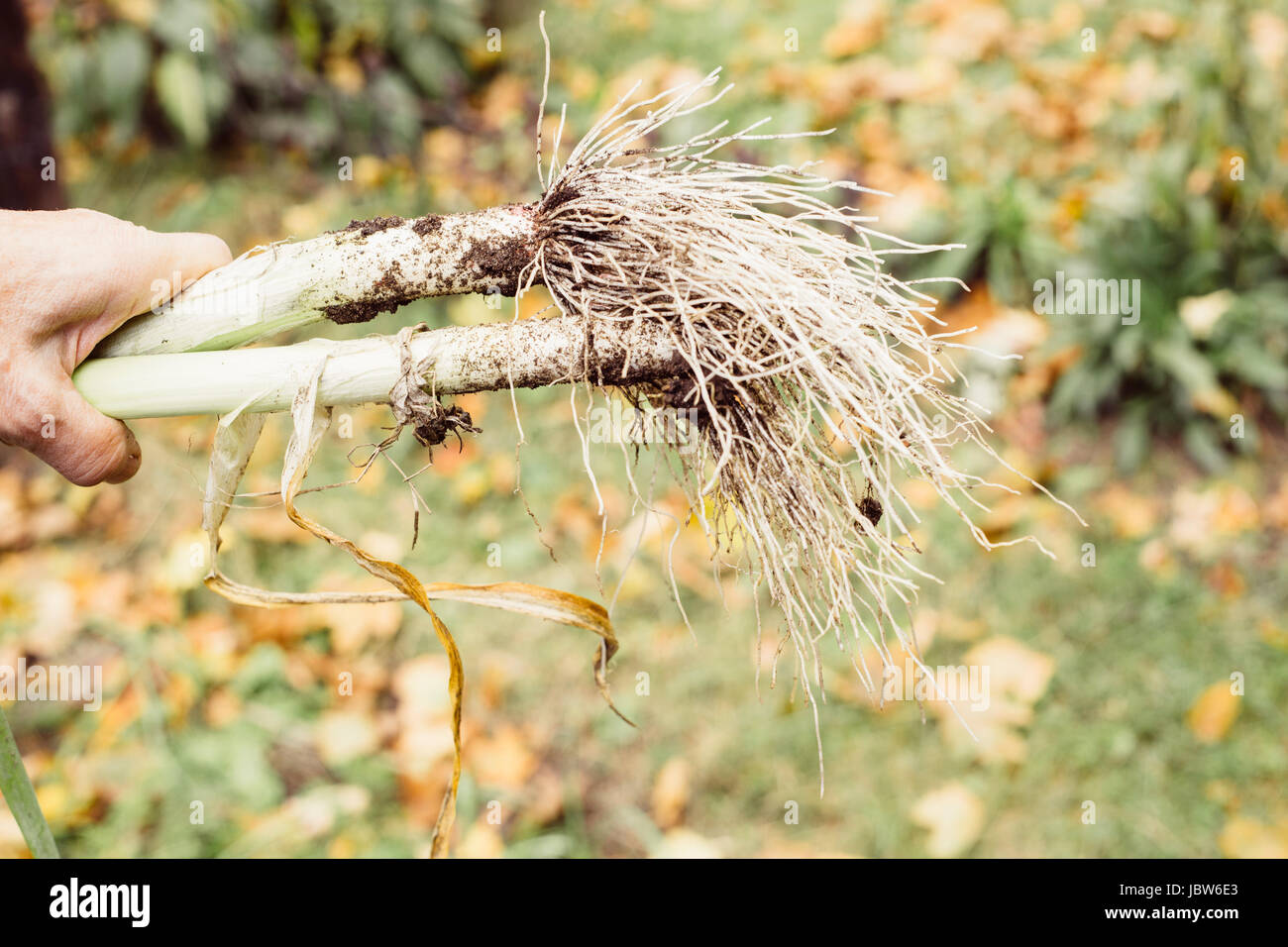 Donna che mantiene freschi coltivati i porri, close-up Foto Stock