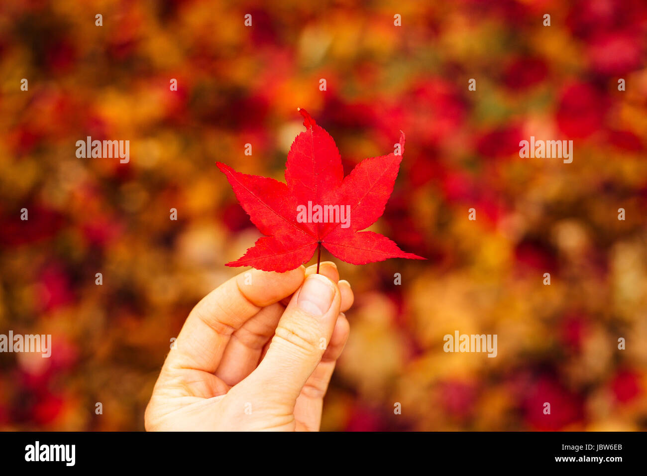 Donna che mantiene rosso giapponese Maple Leaf (Acer palmatum), close-up Foto Stock