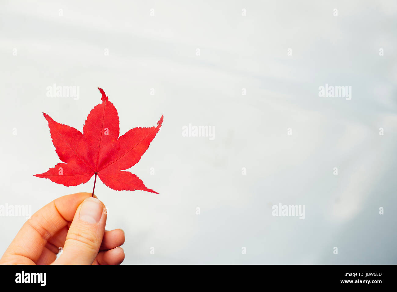 Donna che mantiene rosso giapponese Maple Leaf (Acer palmatum), close-up Foto Stock