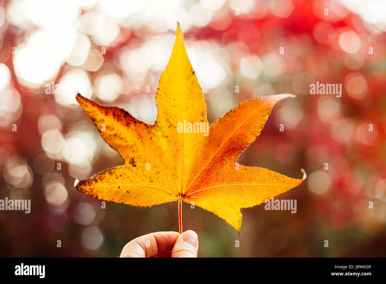 Donna che mantiene il giallo maple leaf, close-up Foto Stock