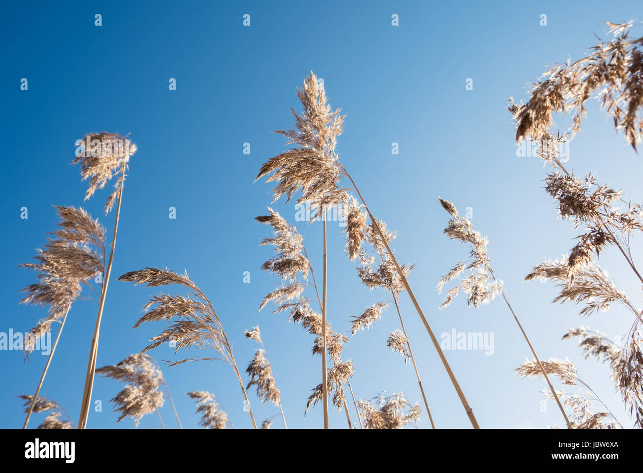 Reed comune contro il cielo blu Foto Stock